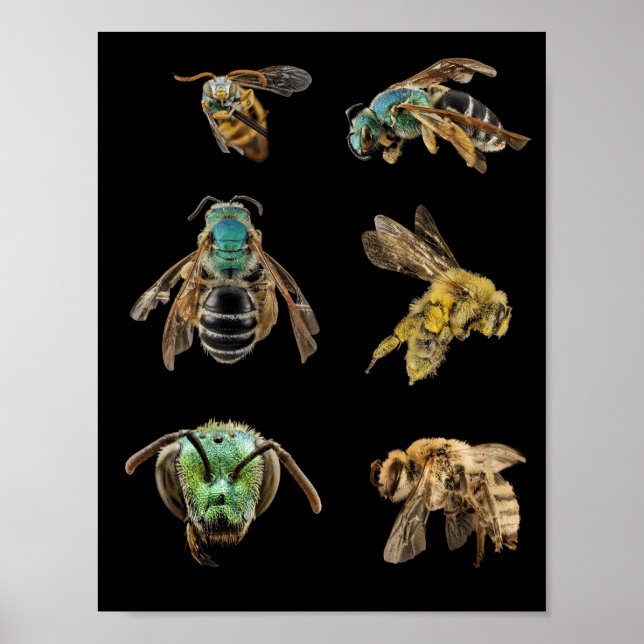 Póster Bee Magnified fotos bichos insectos abejas (Frente)