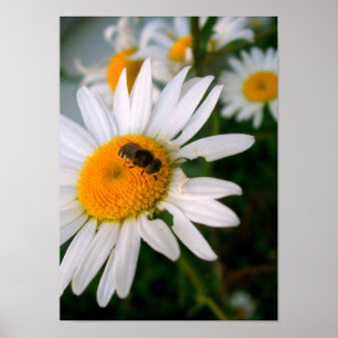 Póster Bee on a Daisy
