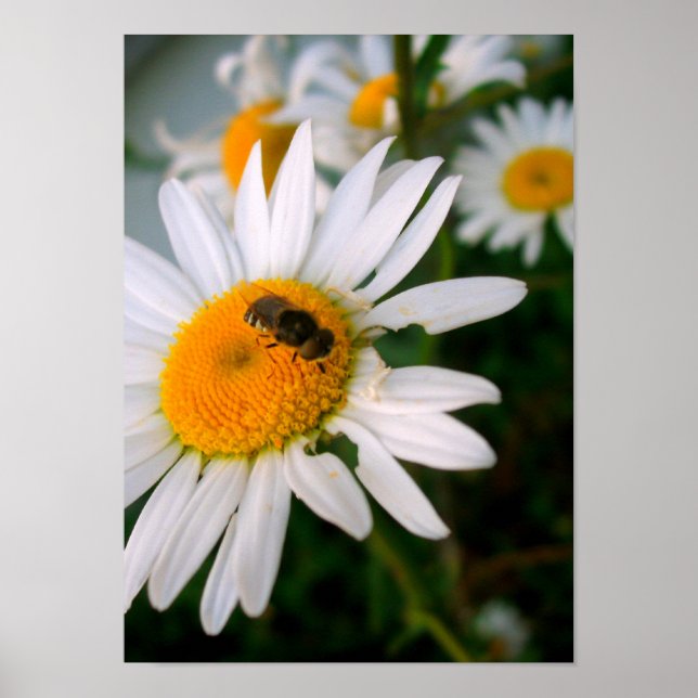 Póster Bee on a Daisy (Frente)