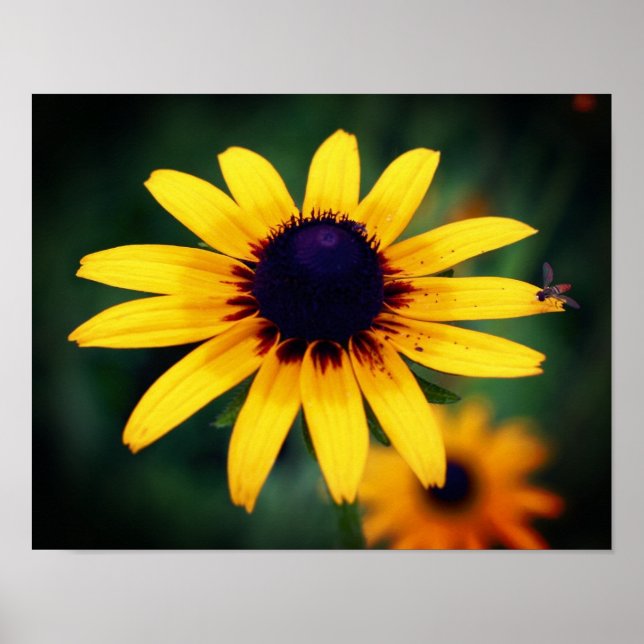 Póster Bee On Black Eyed Susan Flower (Frente)