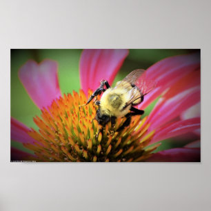 Póster Bee on Coneflower,