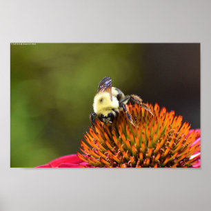Póster Bee on Coneflower,