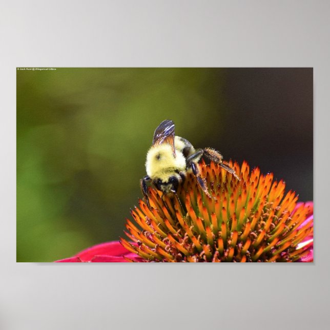Póster Bee on Coneflower, (Frente)