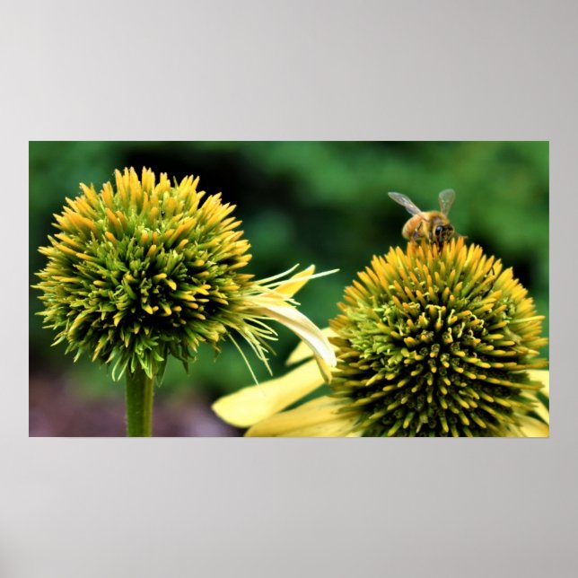 Póster Bee on Coneflower (Frente)