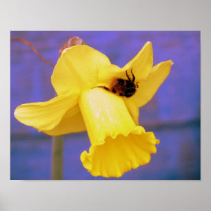 Póster Bee On Daffodil