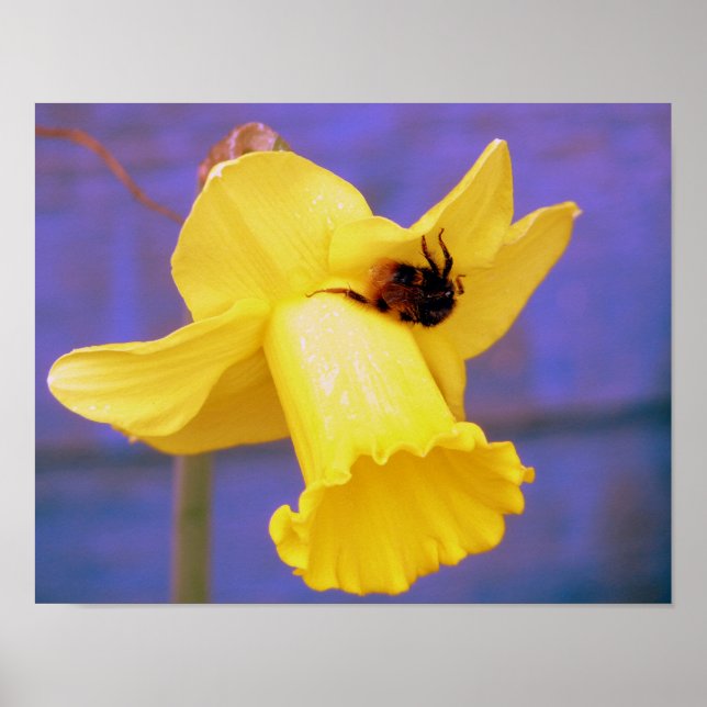 Póster Bee On Daffodil (Frente)