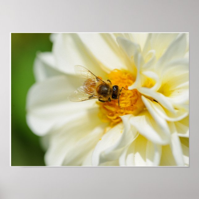 Póster Bee on Flower (Frente)