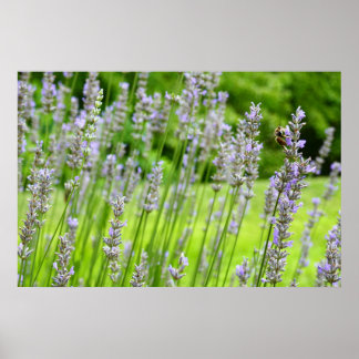 Póster Bee on Lavender Summer Floral
