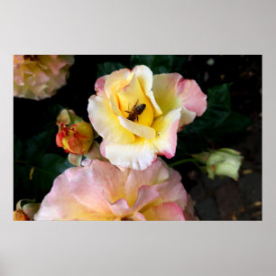 Póster Bee on Pink Yellow Roses Flowers