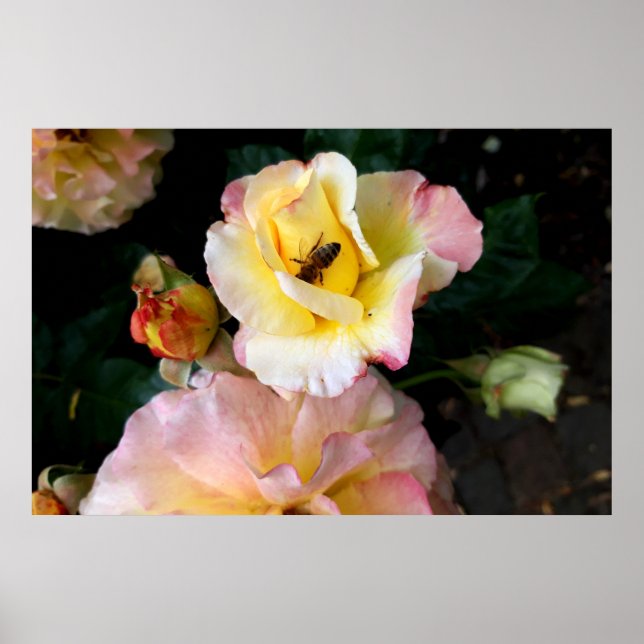 Póster  Bee on Pink Yellow Roses Flowers (Frente)