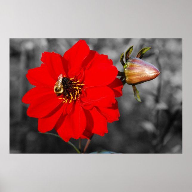 Póster Bee on Red Flower Poster (Frente)