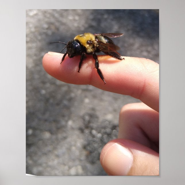 Póster Bee on the Finger (Frente)
