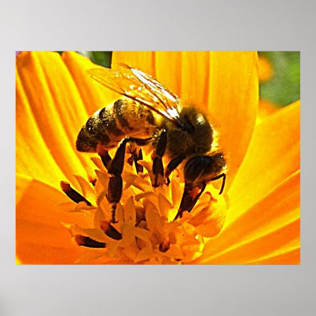 Póster Bee on the Flower (Frente)