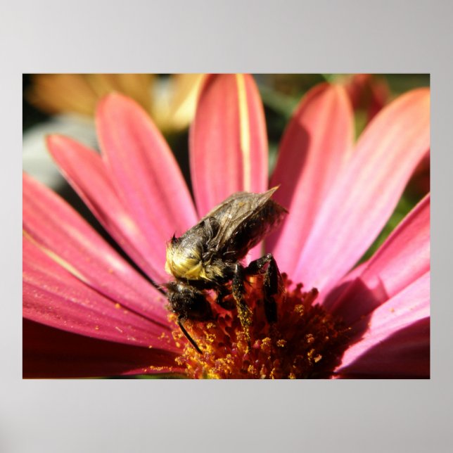 Póster Bee on the Rain Daisy (Frente)