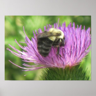 Póster Bee On Thistle Poster