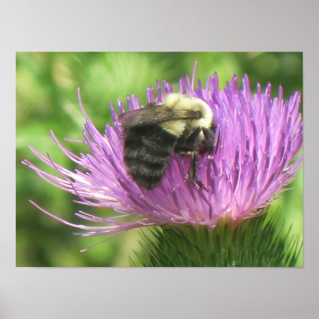 Póster Bee On Thistle Poster (Frente)