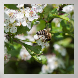 Póster Bee recoge polen