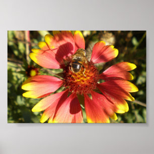 Póster Bee sitting on a flower gaillardia  core