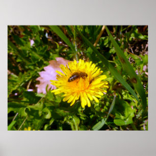 Póster Bee y dandelion