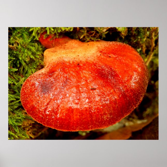 Póster Beefsteak Fungus Poster (Frente)