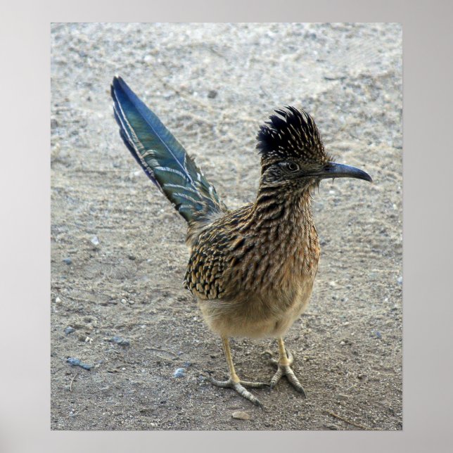 Póster Beep Beep Roadrunner (Frente)
