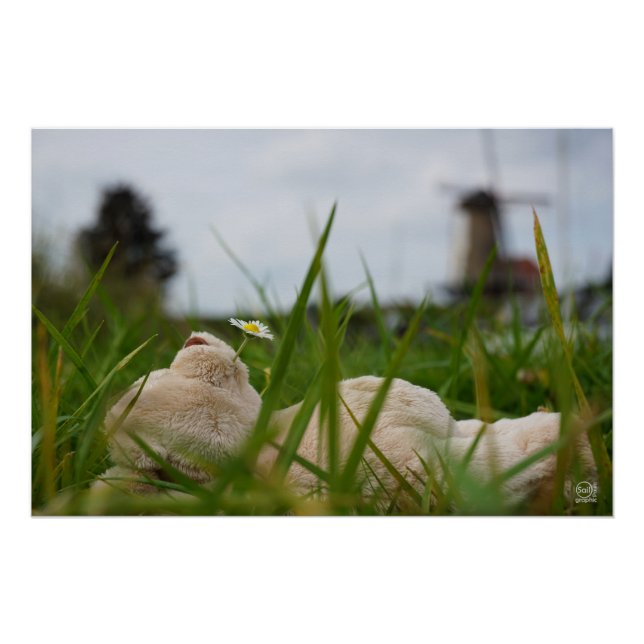 Póster Beer relaxt in natuur met Hollandse molen. (Anverso)