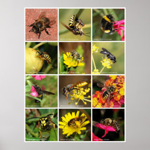 Póster Bees & Wasps
