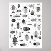 Beetle Black & White