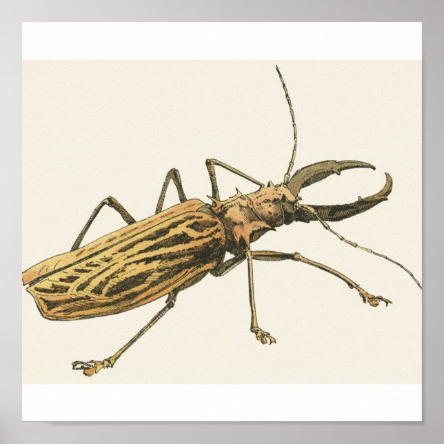 Póster Beetle longhorn (Frente)