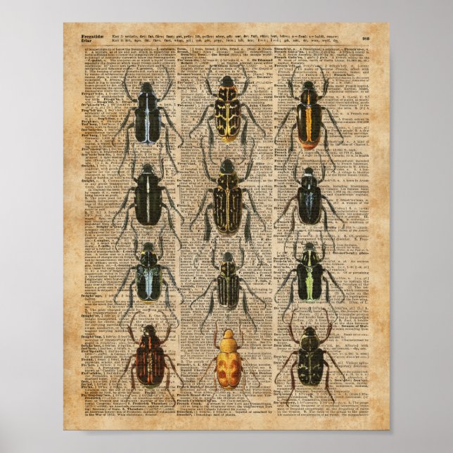 Póster Beetles Bugs Zoology Vintage Illustration Art (Frente)