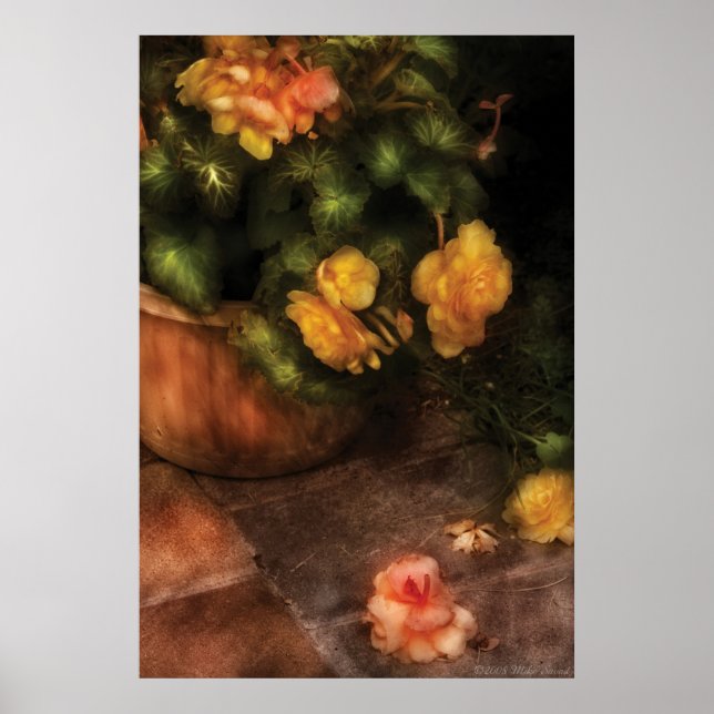 Póster Begonia - Tragedia (Frente)