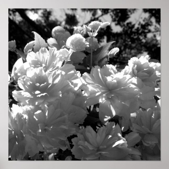 Póster Begonias (Frente)