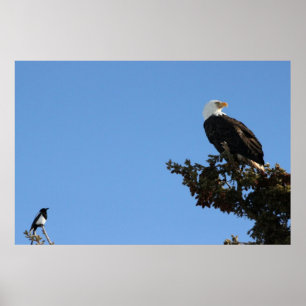 Póster BEIAM Eagle calvo ignora a una urraca