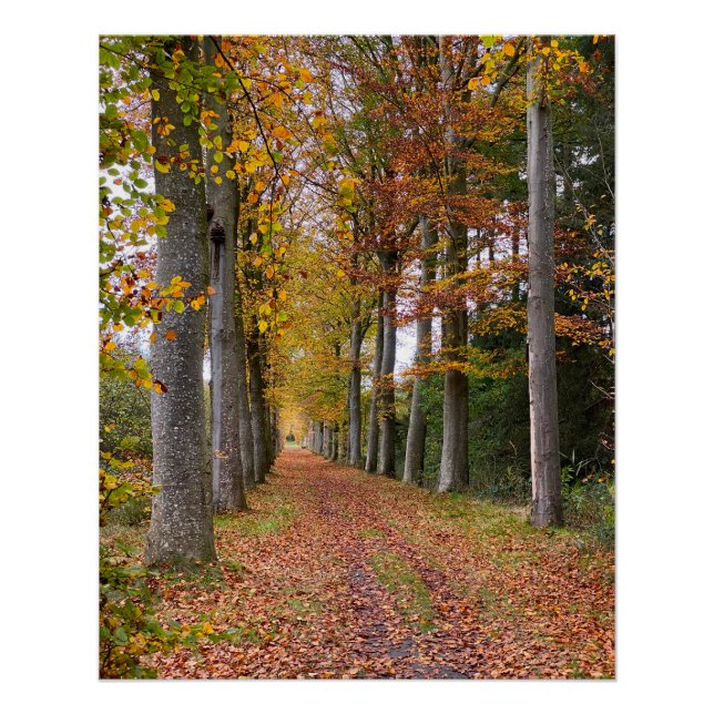 Póster Belgian forest in Fall Season travel (Anverso)