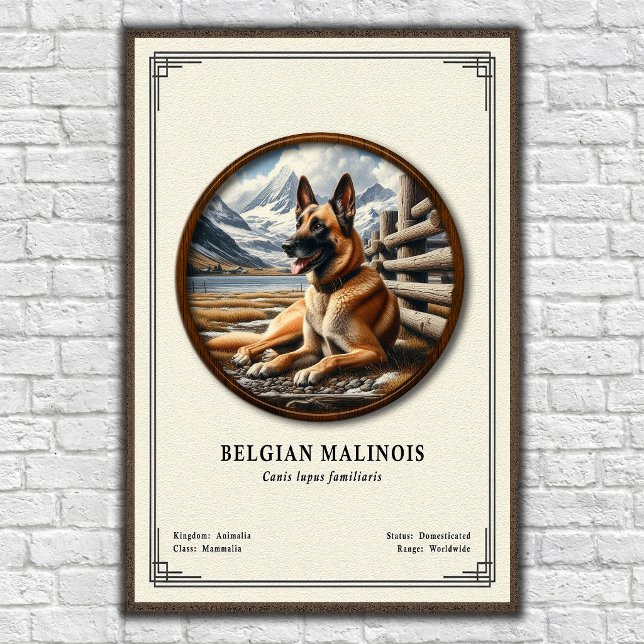 Póster Belgian Malinois Zoology Series (Subido por el creador)