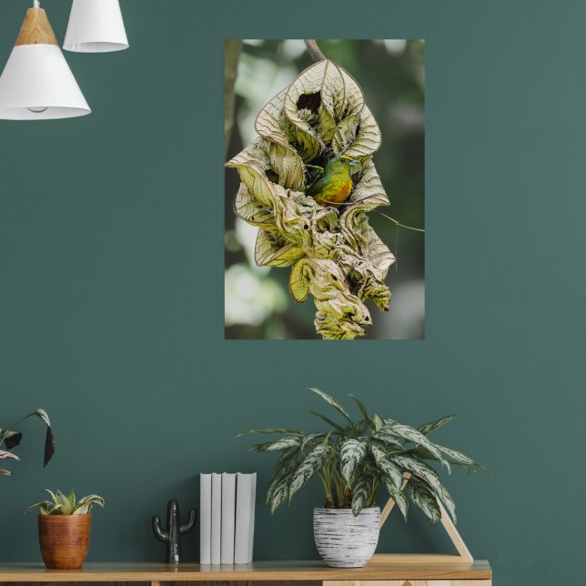 Póster Belice Bird, Euphonia con el respaldo del olivo ve (Salón 1)