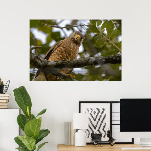 Póster Belice Bird, Funny Brown Roadside Hawk