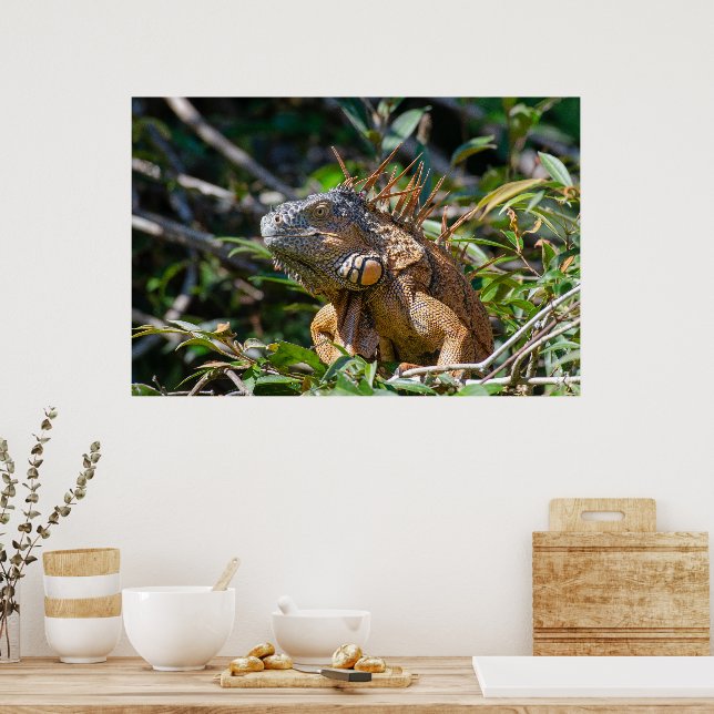 Póster Belice Lizard, Naranja iguana pacífica (Cocina)