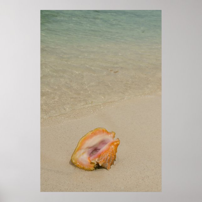 Póster Belize, Caribbean Sea, Glover's Reef. Conch (Frente)