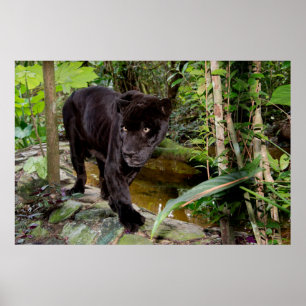 Póster Belize City Zoo. Black panther