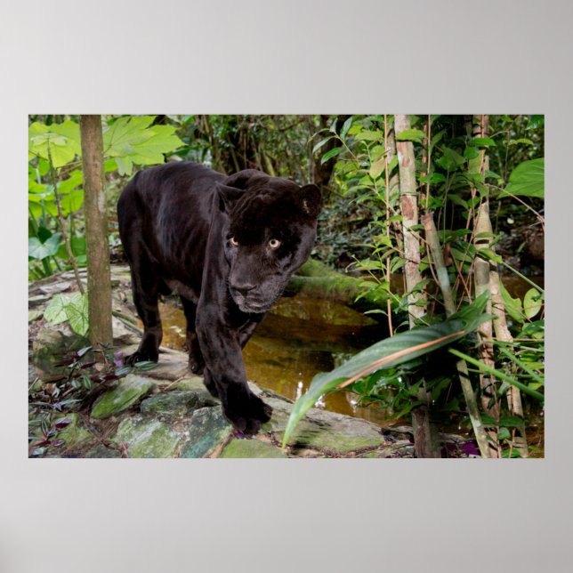 Póster Belize City Zoo. Black panther (Frente)