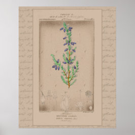 Póster Bell Heather, Ilustracion botánico francés 24X30