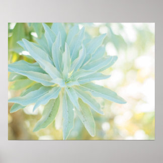 Póster Bella Artes de la Naturaleza de las Flores Cactus 