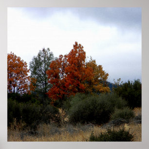 Póster Bella caída......