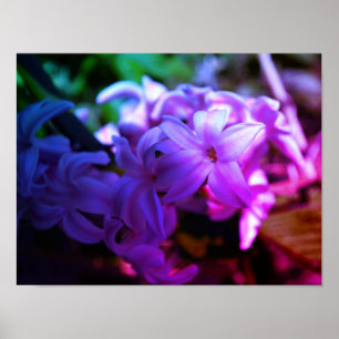 Póster Bella Flor de Jacinto (Hyacinthus)