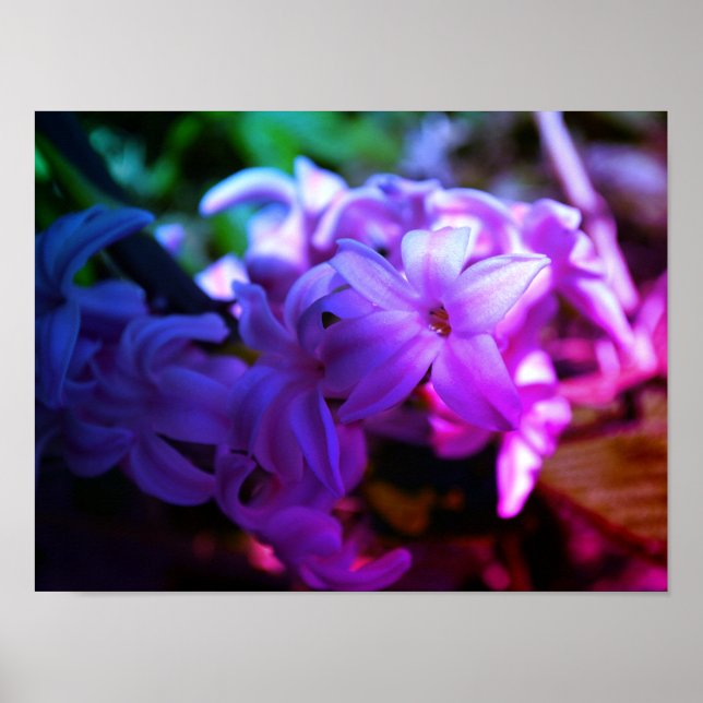 Póster Bella Flor de Jacinto (Hyacinthus) (Frente)