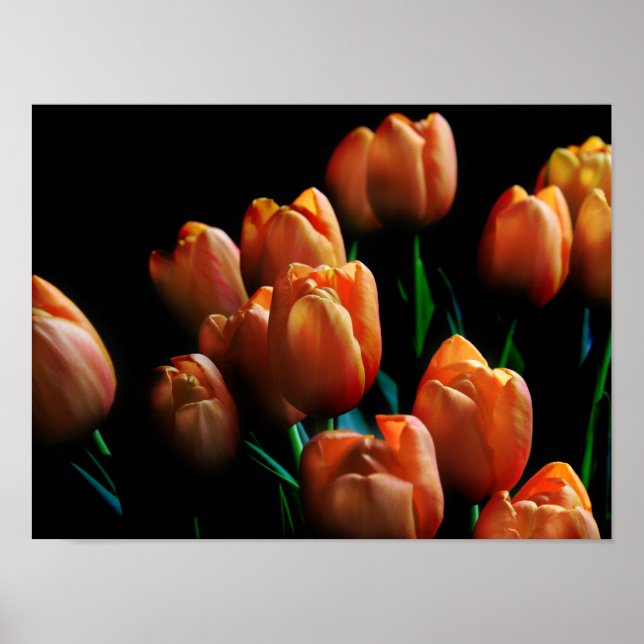 Póster Bella Naranja Tulips en Poster negro (Frente)