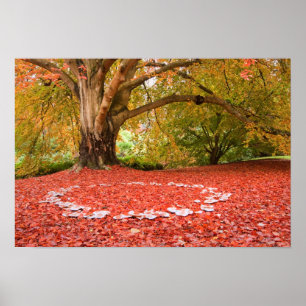 Póster Bella naturaleza otoño otoño otoño anillo de hadas