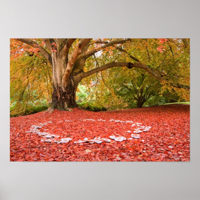 Póster Bella naturaleza otoño otoño otoño anillo de hadas (Frente)