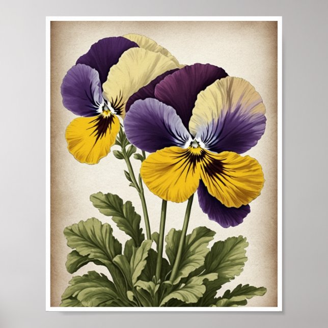 Poster Bella Pansy Flor Decoración Pared Art (Frente)